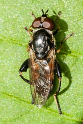 Tropidia scita