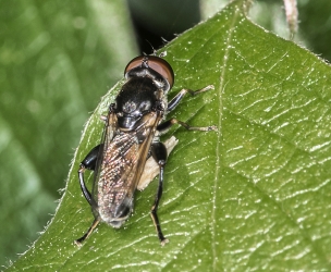 Tropidia scita