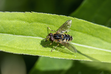 Anasimyia lineata