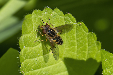 Anasimyia lineata