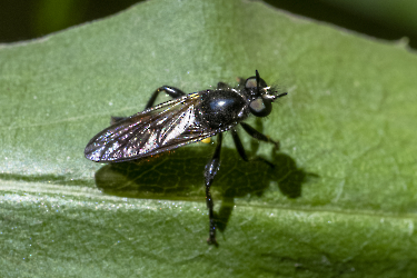 Asilidae UBESTEMT