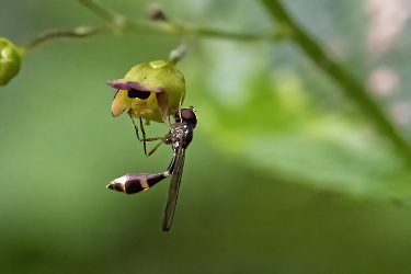 Baccha elongata