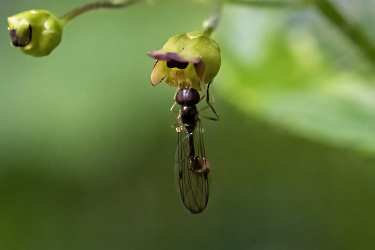 Baccha elongata