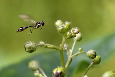 Baccha elongata