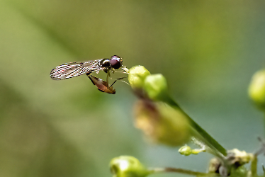 Baccha elongata