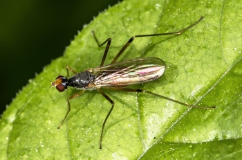 Calobata petronella