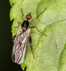 Calobata petronella