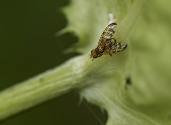 Chaetostomella cylindrica