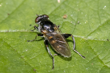 Chalcosyrphus nemorum