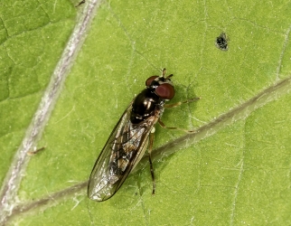 Chamaesyrphus lusitanicus