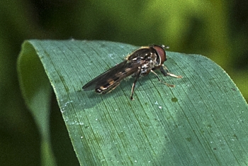 Chamaesyrphus lusitanicus