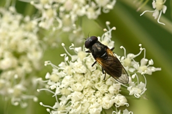 Cheilosia impressa