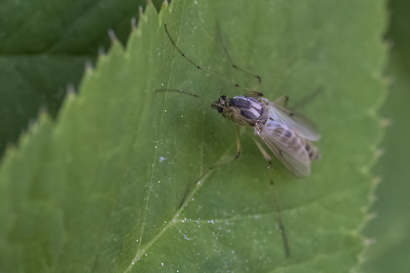 Chironomidae indet