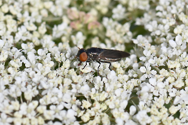 Chrysogaster solstitialis