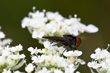 Chrysogaster solstitialis