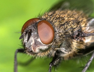 Chrysopilus cristatus