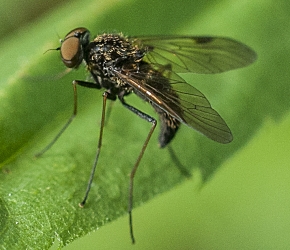 Chrysopilus cristatus