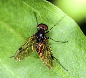 Chrysopilus cristatus