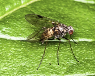 Chrysopilus cristatus