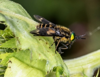 Chrysops relictur