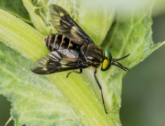 Chrysops relictur