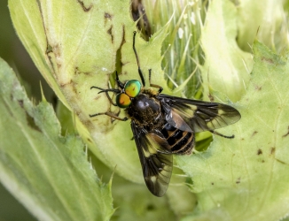 Chrysops relictur