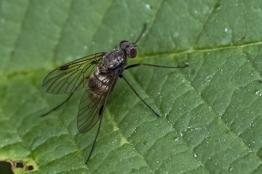 Chrysospilus cristatus