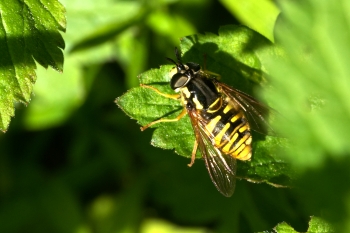 Chrysotoxum cautum