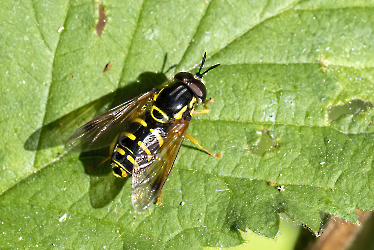 Chrysotoxum cautum