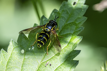 Chrysotoxum spec.