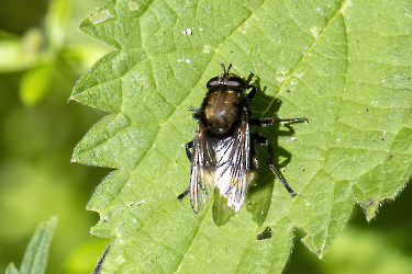 Criorhina berberina