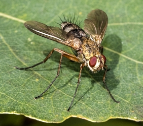 Dexiosona caninum