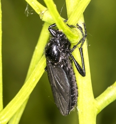 Dilophus febrilis