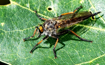 Dioctria hyalipennis