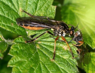 Dioctria hyalipennis