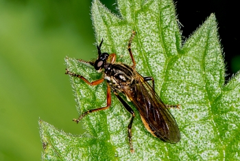 Dioctria hyalipennis