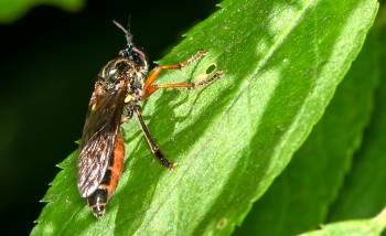 Dioctria hyalipennis