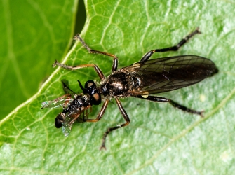 Dioctria hyalipennis