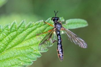 Dioctria hyalipennis