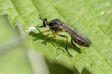 Dioctria hyalipennis