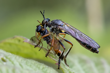 Dioctria hyalipennis