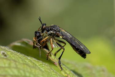 Dioctria hyalipennis