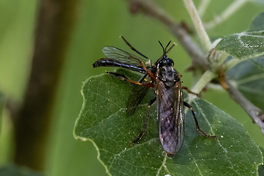 Dioctria rufipes