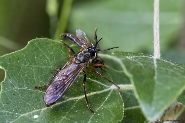 Dioctria rufipes