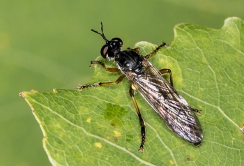 Dioctria sp.