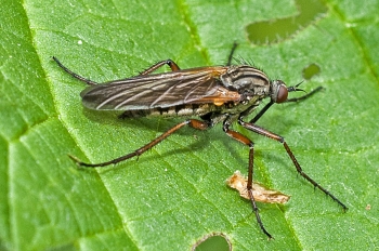 Empis borealis