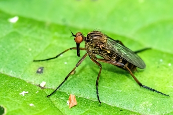 Empis borealis