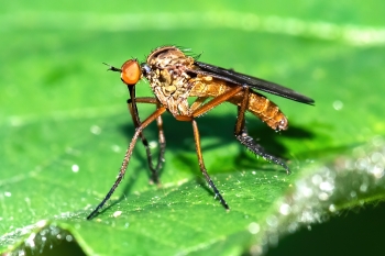 Empis borealis