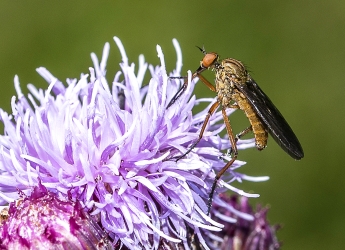 Empis borealis