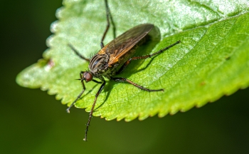 Empis opaca